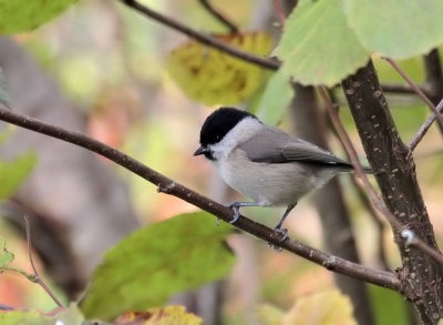 Sumpfmeise / Marsh Tit