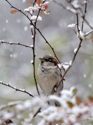 Spatz / Sparrow