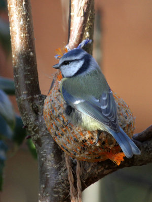 Blaumeise / Blue Tit