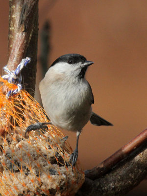 Sumpfmeise / Marsh Tit