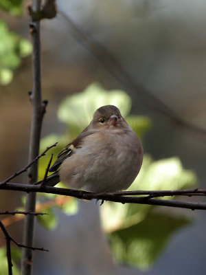 Buchfink / Chaffinch