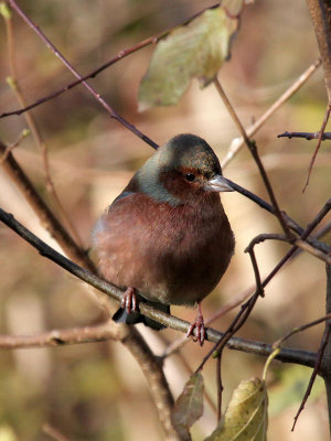 Buchfink / Chaffinch