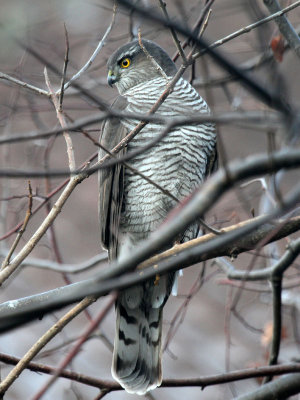 Sperber / Sparrow Hawk