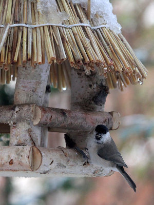 Sumpfmeise / Marsh Tit