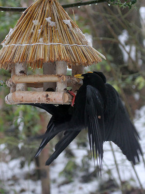 Bergdohlen / Jackdaws