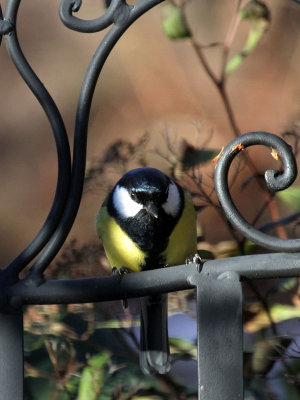 Kohlmeise / Great Tit