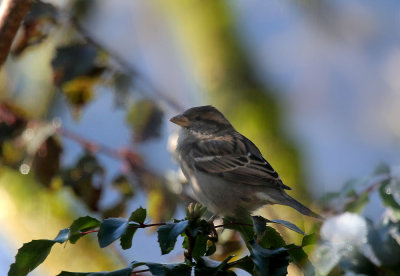 Spatz / Sparrow