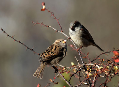 Spatzen / Sparrows