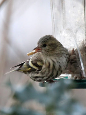 Erlenzeisig / Siskin