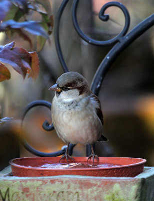 Haussperling / House Sparrow