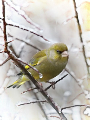 Grnfink / Greenfinch