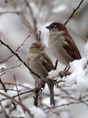 Spatzen / Sparrows