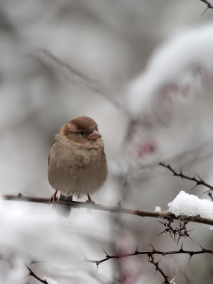 Spatz / Sparrow