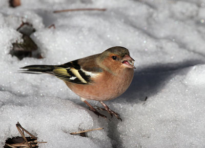 Buchfink / Chaffinch