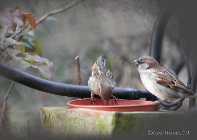 Spatzen / Sparrows