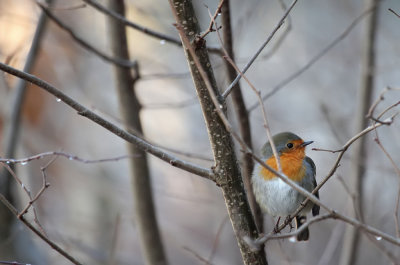 Rotkehlchen / Robin