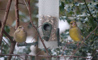 Grnfinkem / Greenfinches