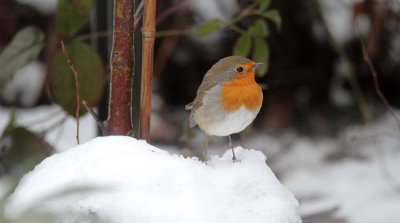 Rotkehlchen / Robin