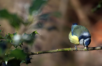 Blaumeise / Blue Tit