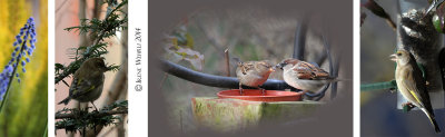 Sparrows and Greenfinches 