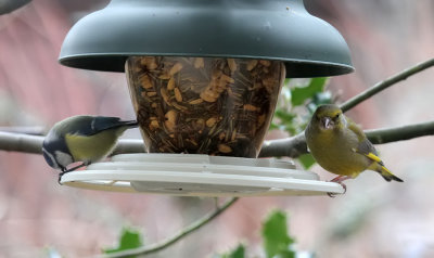 Blue Tit and Greenfinch