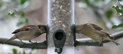 Sparrow and Greenfinch