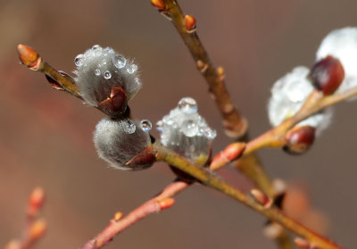 Willow Catkin