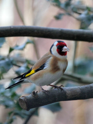 Distelfink / European Goldfinch