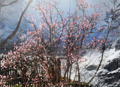 Duftschneeball / Viburnum