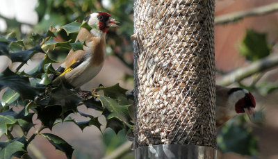 Distelfinken / Goldfinches