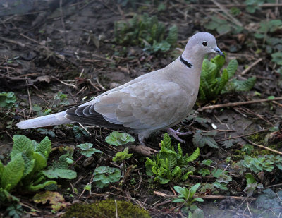 Trkentaube / collared dove