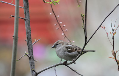 Spatz / Sparrow