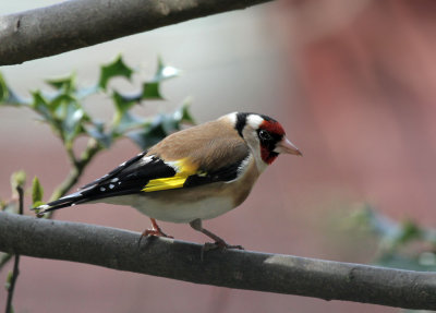 Distelfink / goldfinch