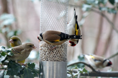 Distelfinken und Grünfinken / Goldfinches and Greenfinches