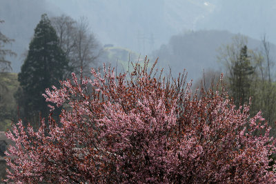 Cherry Blossom