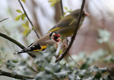 Distelfink und Grnfink  / Goldfinch and Greenfinch