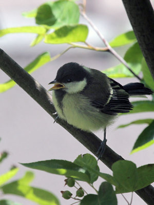 Young Great Tit