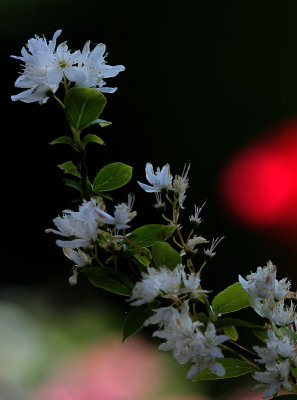 Bauernjasmin (Philadelphus coronarius), 