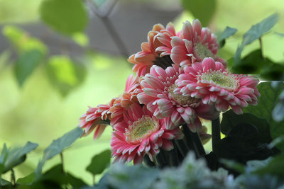 Gerberas