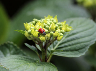 Ladybug