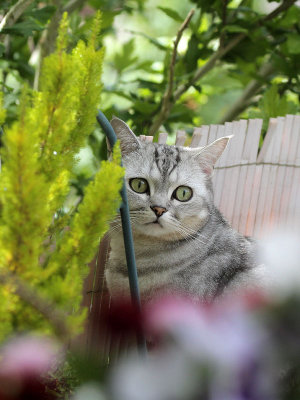 Lucy 