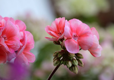 Geranium