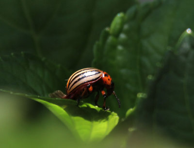 Kartoffelkfer / Colorado Beetle