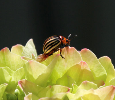 Kartoffelkfer / Colorado Beetle