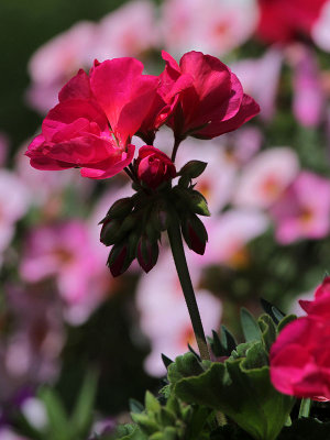 Geranium