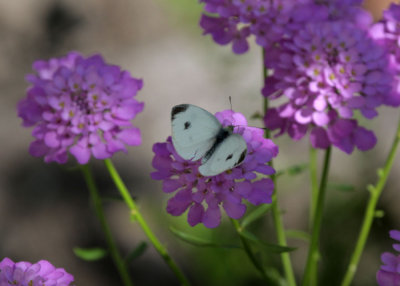 Kohlweissling / Cabbage White