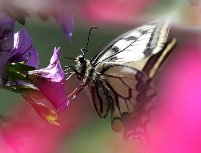 Schwalbenschwanz / Swallowtail