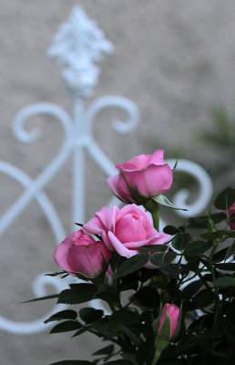 roses
