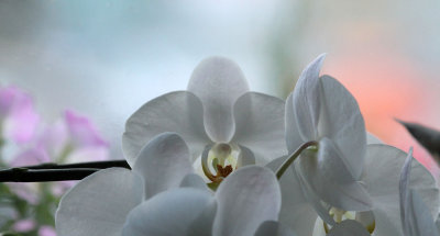 Orchidee