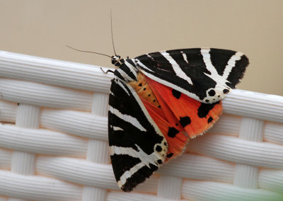 Russischer Br / Jersey Tiger (Moth)